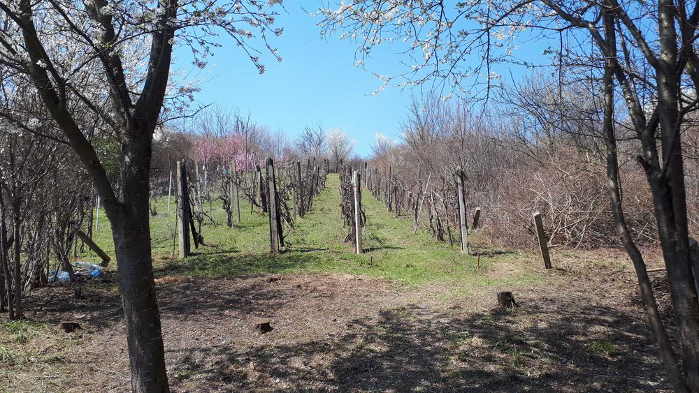 Teren cu vita de vie comuna Cristian judetul Sibiu