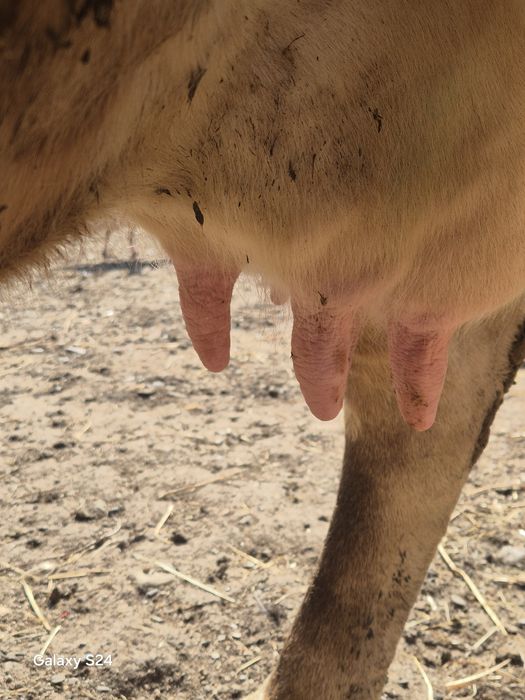 Vaca gestanta de vanzare