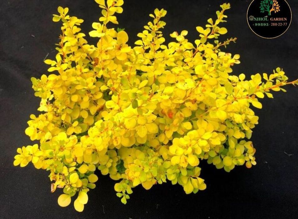 Барбарис тунбергер ауреа оптом