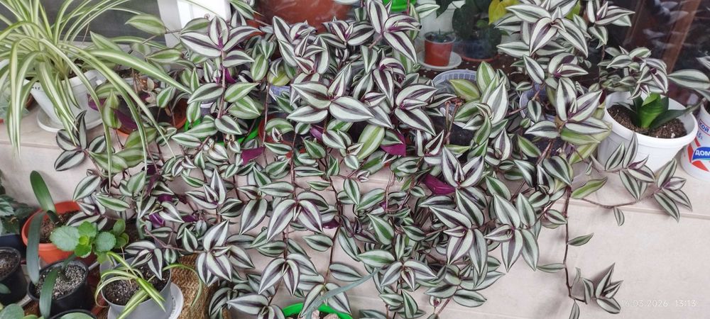 Филодендрон (Philodendron) / Сингониум (Syngonium)