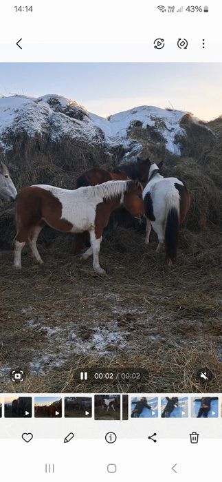 Жеребята 2025 года рожд