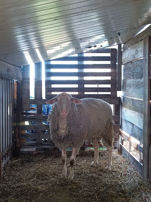 Berbec Lacune exemplar deosebit