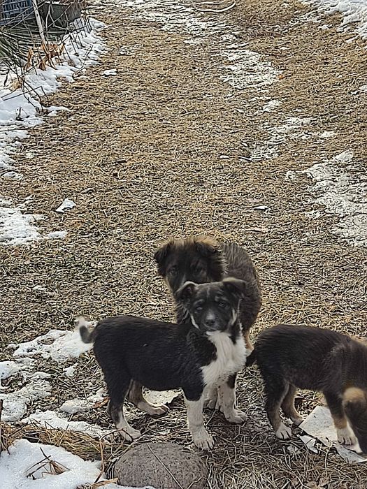 Отдам щенят в добрые, хорошие руки