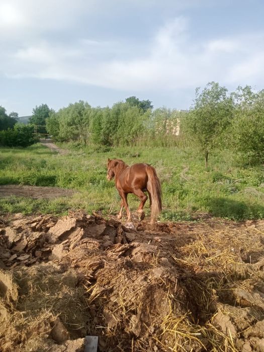 Лошадь лошадьььь