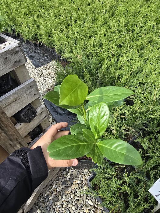 Laur Englezesc 30cm Novita