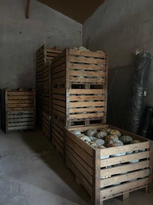 Dovleac , cartofi furajeri si de consum