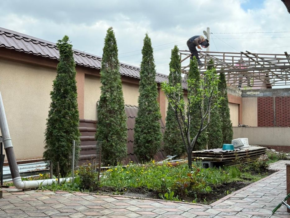 Продам туи,тую ёлка