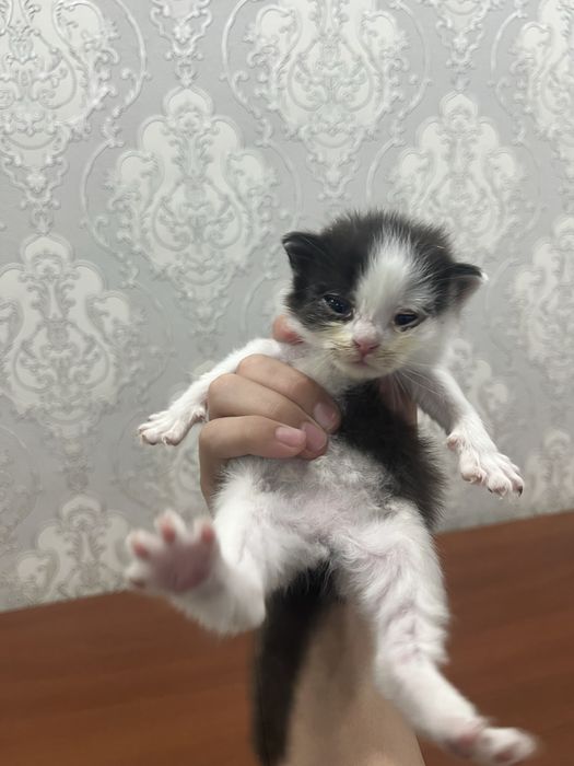 Котята Рэгдолл!