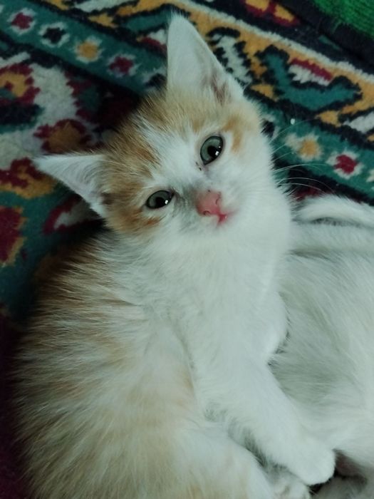 Отдам котят в добрые ручки