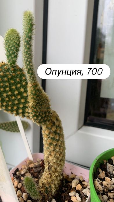 Суккуленты, кактусы