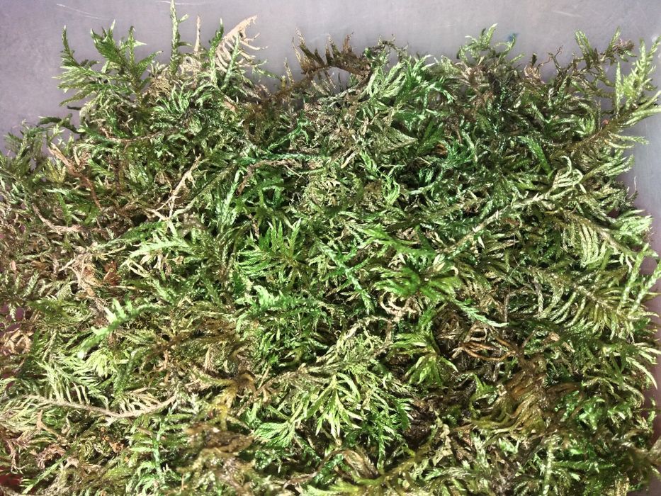 Мох для улиток ахатин