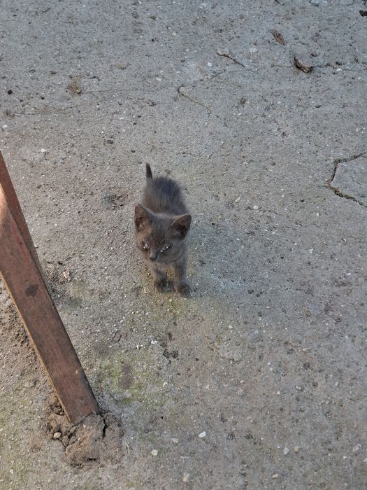 3 pisicei draguti cauta stapan