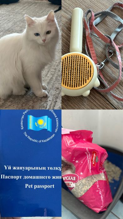 Отдам кошку в хорошие руки