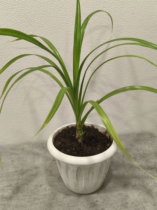 Комнатное растение - панданус. Растёт быстро!