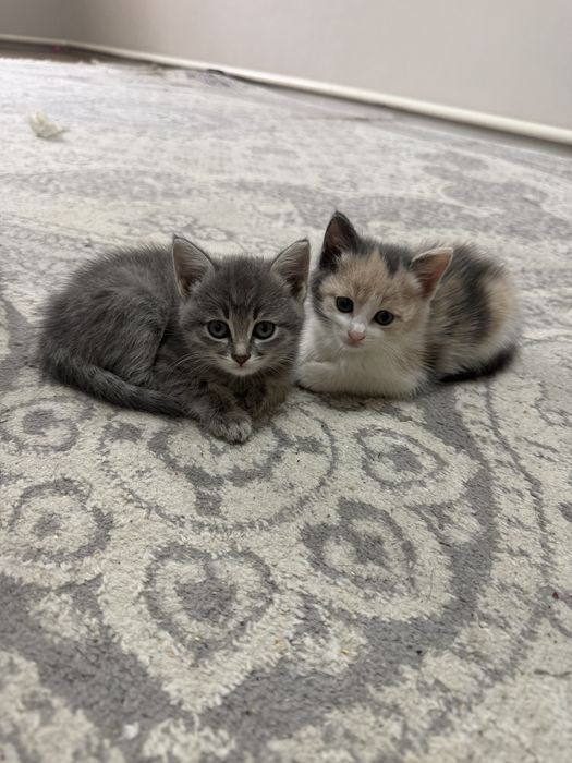 Котята