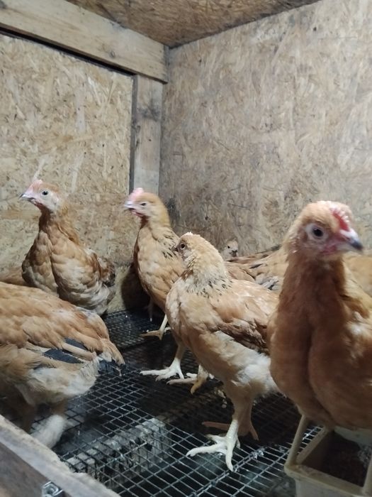 Продам Несушку и Родонит