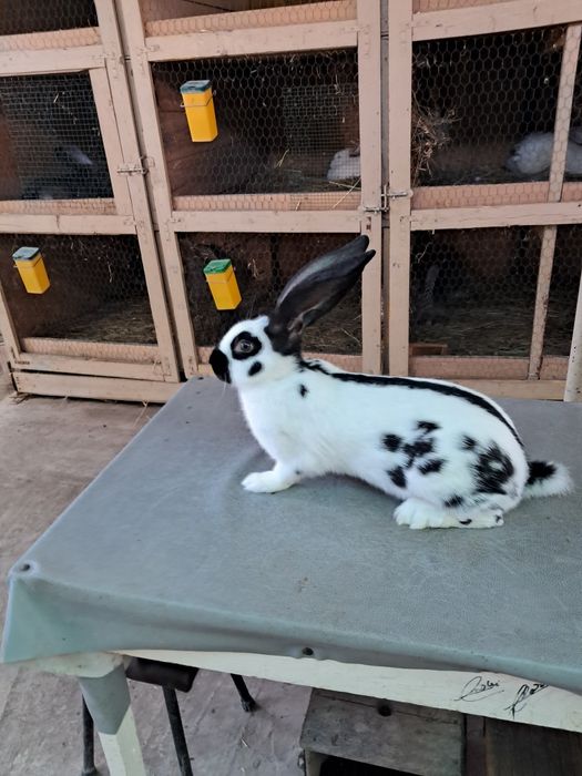 Vând Iepurii Uriaș German Pestriț