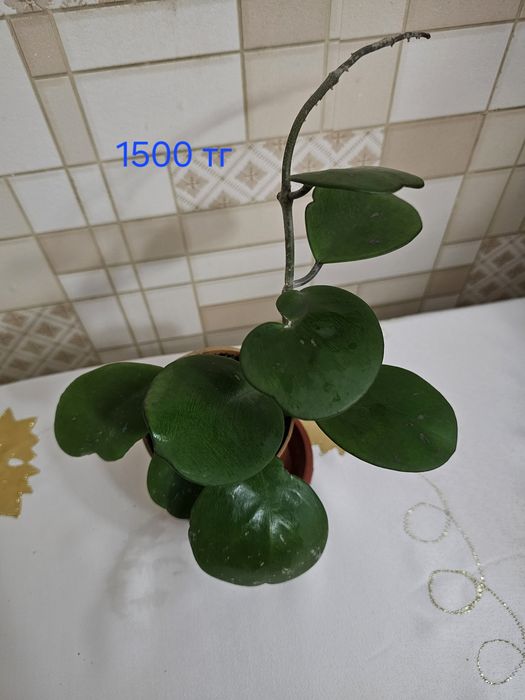 Филодендрон и хойи в наличие