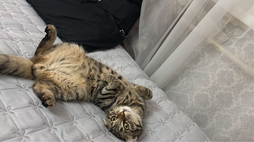 Отдам кота в добрые руки.