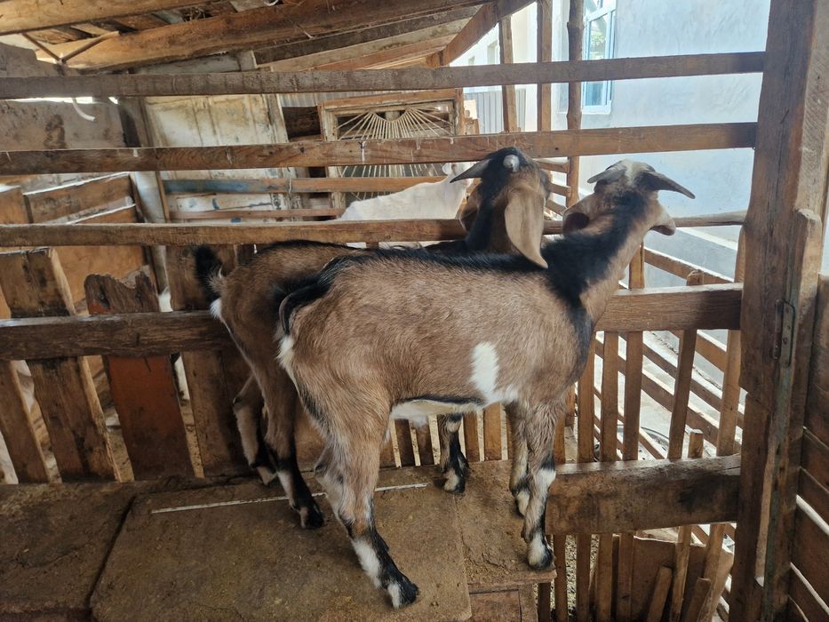 2 теке лақтар сатылады