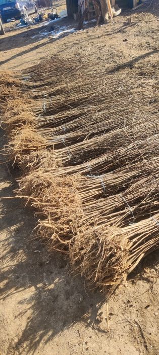 Puieți de salcâm frasin Paltin mesteacăn fag carpen plop