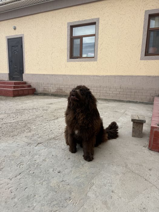 Тибетский мастиф