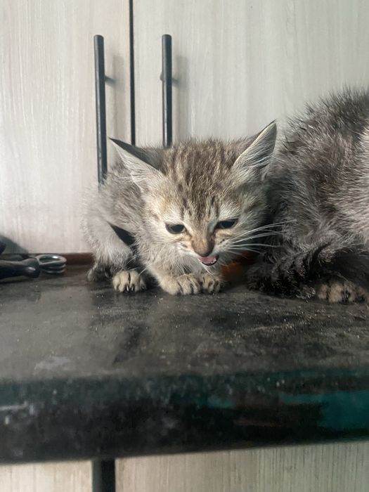 одам котят добрые руки