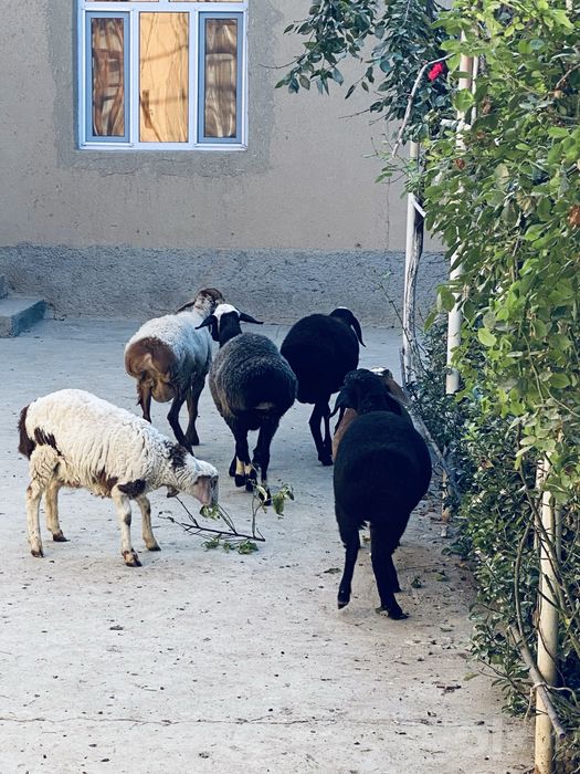 bara quchqorchalar sotiladi narxi 3.5millondan