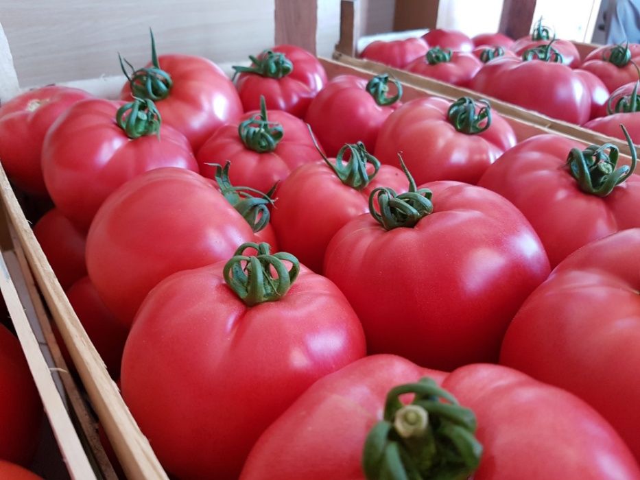 Rasad rosii / Rasaduri rosii profesionale