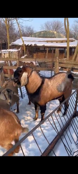 Vând țap Anglo Nubian varsta 1 an din parinti cu pedigree