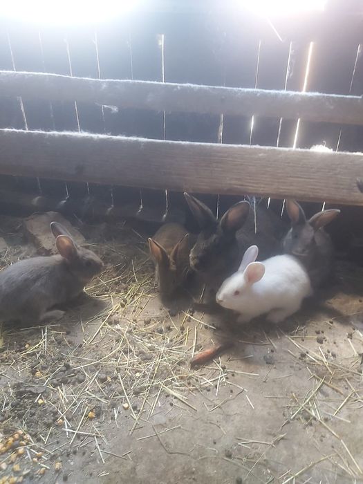 Vând iepuroaica si 3 pui