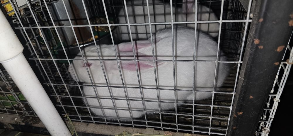 Iepuri Hycole Francez