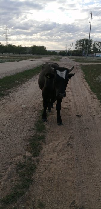 Семиз бука. Тайынша. Сатамин