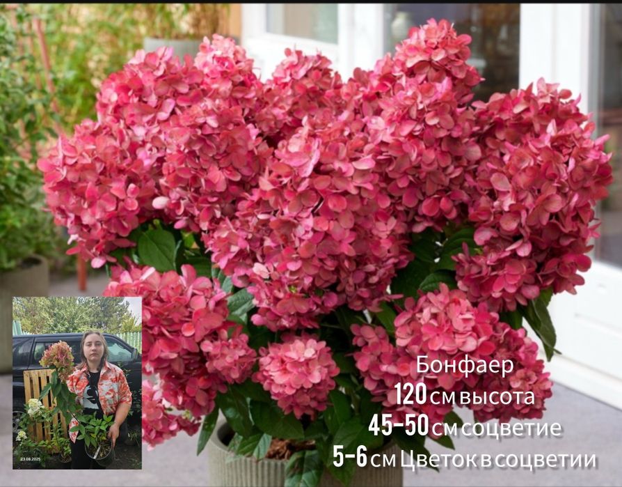 Саженцы - гортензия метельчатая.