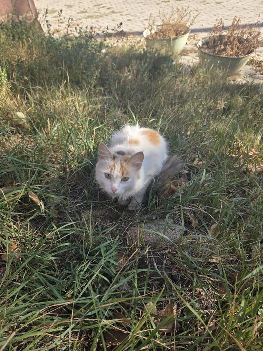 Отдам кошку с котятами