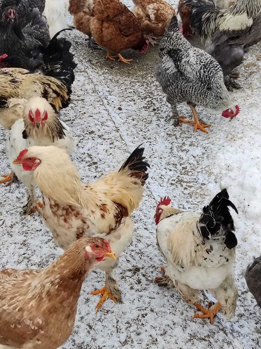 Cocosi crescuti la curte