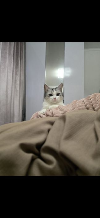 Кошка по кличке Пушок