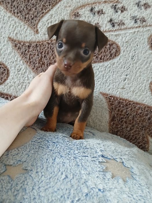 Мини той Девачка