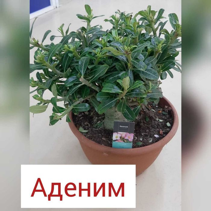 Каланхоэ комнатные растения