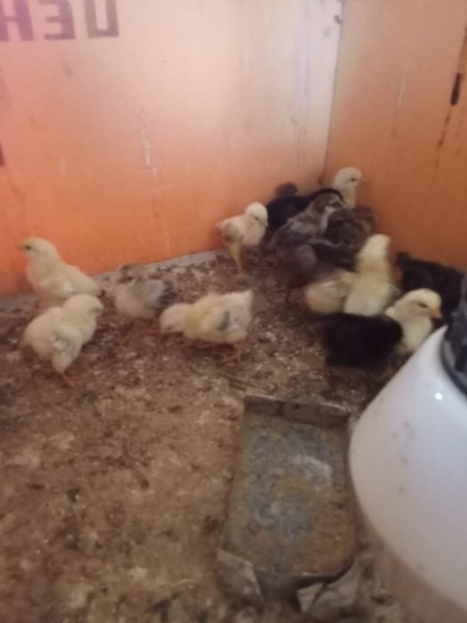 Тауық балапандары