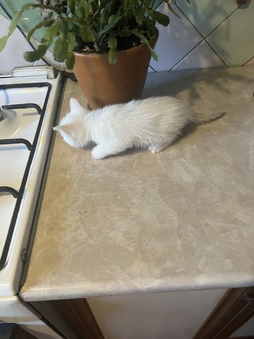 Отдам котенка очень активного