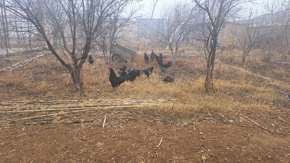 Жерси хурозлар сотилади