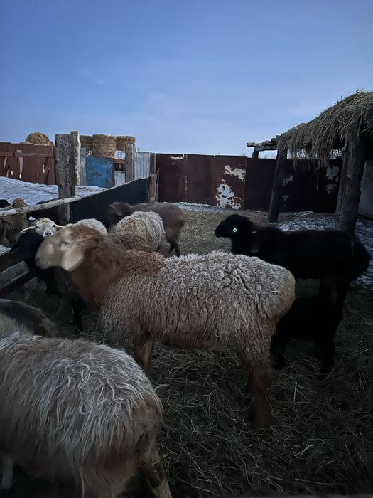 Продам кошкар арашан