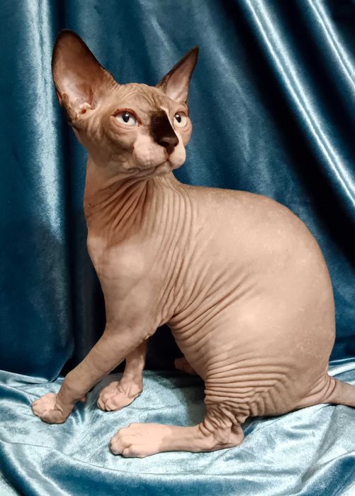 Канадский сфинкс, чистокровный
