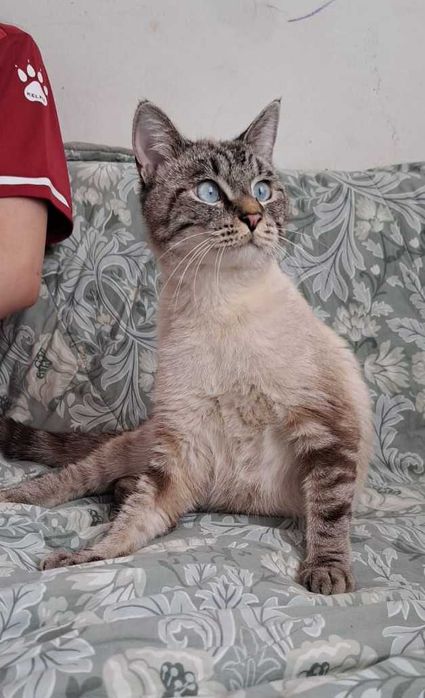Ласковый котик ищет дом