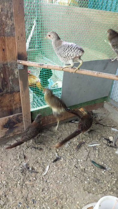 Фазаны лимонные молодые