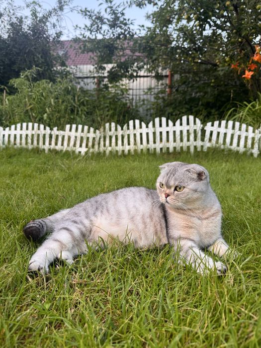 Продаются милые котята