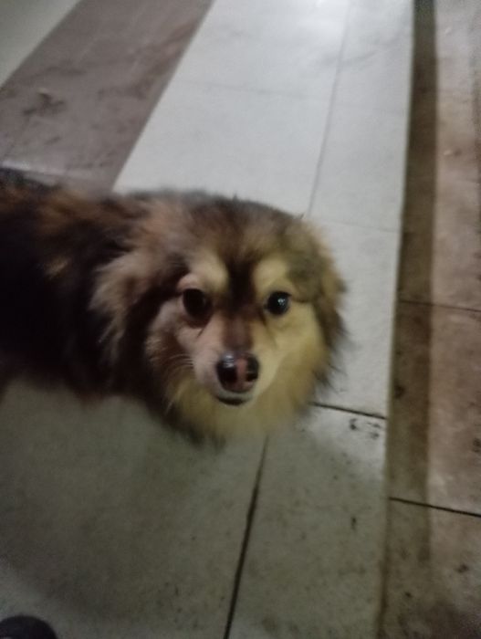 Найдена собака мальчик