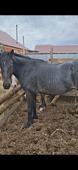 Продам байтал 4 летка