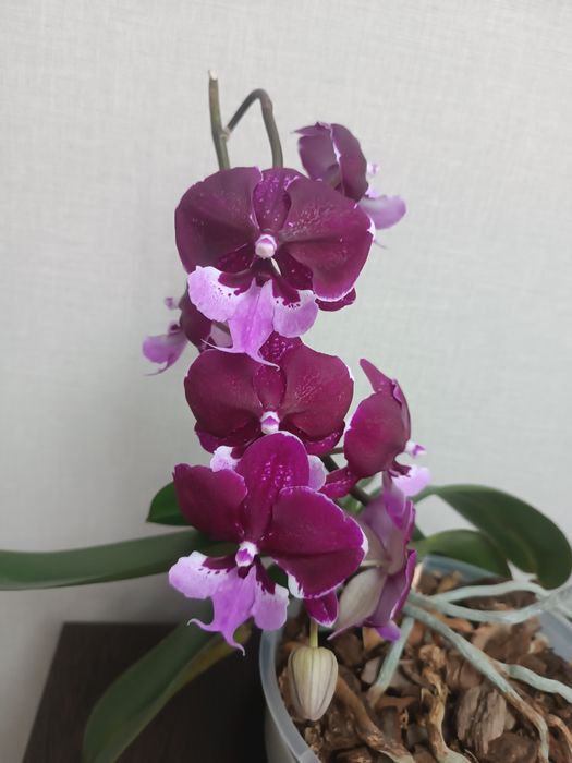 Орхидея сорт Хот Кисс